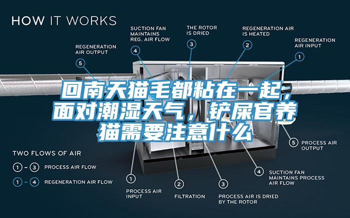 回南天貓毛都粘在一起，面對潮濕天氣，鏟屎官養(yǎng)貓需要注意什么